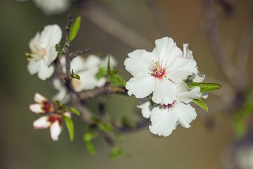 tree blossom