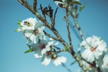 blooming tree