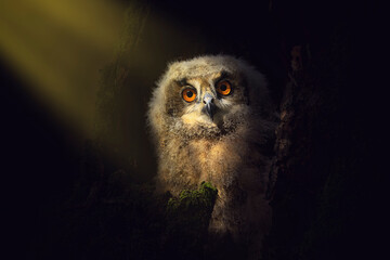 Fluffy owl chick in morning sun rays. Beautiful young eurasian eagle owl, Bubo bubo, perched in rotten decayed stump, waiting for feed. Adorable juvenile owl with orange eyes. Wild cub in dark forest.