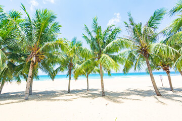 Fototapeta na wymiar Coconut tree style on summer beach at Daidai Island, Lingshui, Hainan, China