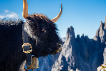 Long horn cattle in the dolomite mountains Italy - Long haired beautiful cow grazing in the mountains of the Dolomites