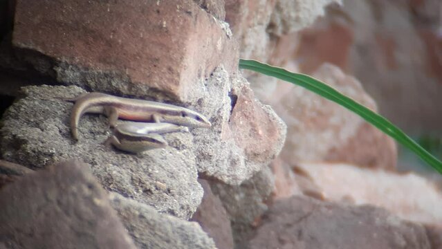 STRIPED SKIN LIZARD : Colorful reptile with stripes, agile movements, common in diverse habitats