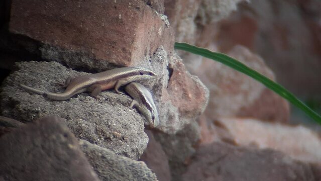STRIPED SKIN LIZARD : Colorful reptile with stripes, agile movements, common in diverse habitats
