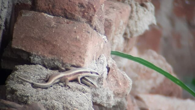 STRIPED SKIN LIZARD : Colorful reptile with stripes, agile movements, common in diverse habitats