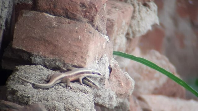 STRIPED SKIN LIZARD : Colorful reptile with stripes, agile movements, common in diverse habitats