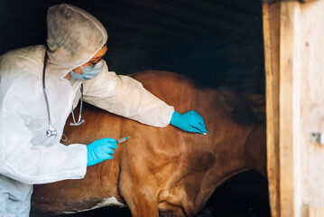 A veterinarian in protective gear injects a vaccine to a calm cow, Vaccination against anthrax. Medical examination of cattle.