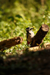 great spotted woodpecker on the branch