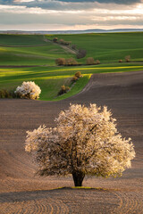 Fresh green color in the sown fields of Moravian Tuscany with lonely blooming trees in the glow of the setting sun in the golden hour