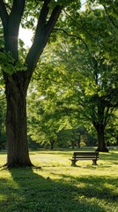Fototapeta premium A sunny park with wooden bench under large trees in the background