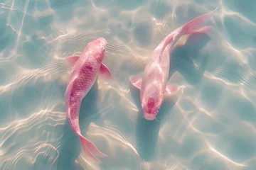 Fotobehang Two pink koi fish, swimming in clear water © MEHDI