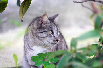 Profile of a silver tabby cat framed by foliage on a blurred background