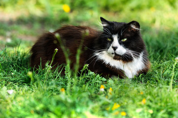 Funny black and white fluffy cat lies in the grass