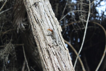 Galapagos Lava Lizard: Perched on Arid Branch