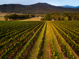 Fototapeta na wymiar Autumn afternoon over a vineyard in the Buckland Valley Bright Victoria Australia