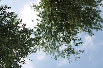 trees and sky