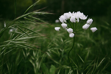White blossoming flowers in spring garden. Springtime blooming plant on dark green background....