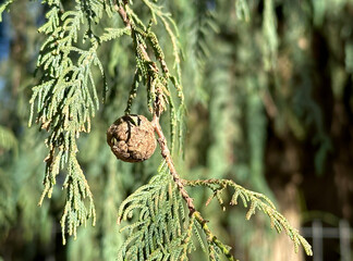 Branches of Bhutan cypress or Kashmir cypress with pinecone (Latin - Cupressus cashmeriana)