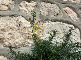 Flowering Sicilian Snapdragon (lat.- Antirrhinum Siculum)