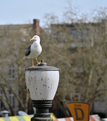Seagull sitting on top of a street light which has been soiled by bird droppings at Norwich market