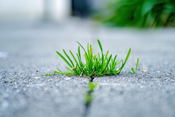 Grass on the pavement.