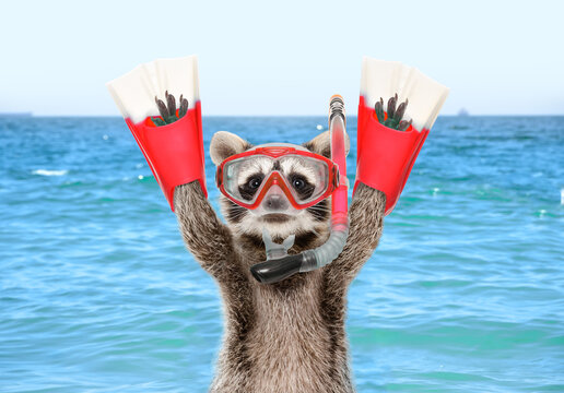 Portrait of a funny raccoon in a diving mask and flippers against the background of a sea