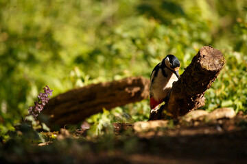 great spotted woodpecker on the branch