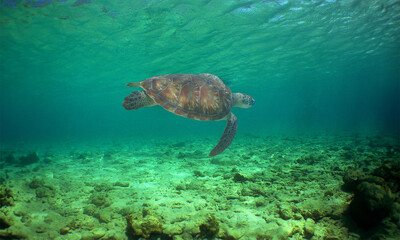 green turtle swimming in the Caribbean sea