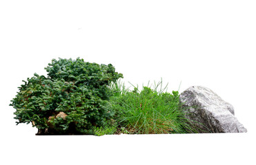 Small pine with stone in green bush garden on transparent background