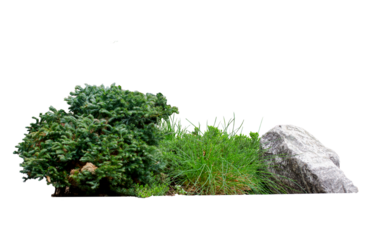 Small pine with stone in green bush garden on transparent background