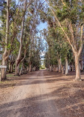 Road of trees