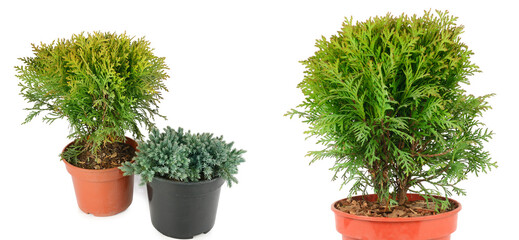 Thuja garden bush and cypress in a pots isolated on white background. There is free space for text. Collage. - 781304198