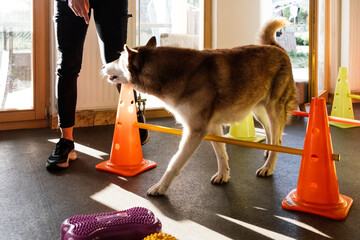 siberian husky and his owner at physiotherapy