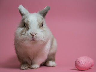 Obraz premium Easter Bunny on a pink background with a painted egg.