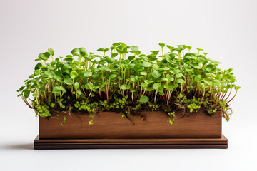Fototapeta premium Microgreens in a wooden tray. Fresh greens for salad
