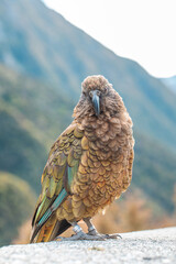 A Kea perched in Arthur's Pass, New Zealand, showcasing its brown and green plumage.
