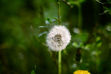 dandelion on green background