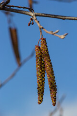 Small branch of black alder Alnus glutinosa with male catkins and female red flowers. Blooming alder in spring beautiful natural background with clear earrings and blurred background