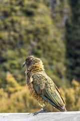 Kea bird on a journey in Arthur's Pass, inviting travel and exploration in New Zealand's wild