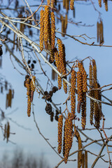 Fototapeta premium Small branch of black alder Alnus glutinosa with male catkins and female red flowers. Blooming alder in spring beautiful natural background with clear earrings and blurred background