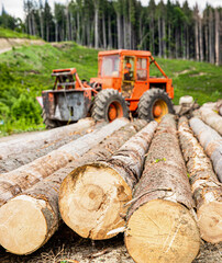 Felling of trees,cut trees, forest cutting area, forest protection concept. Wheel-mounted loader, timber grab. Forestry tractors, trucks and loggers machinery. Felling of trees, cut trees