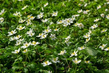 The many white wild flowers in spring forest. Blossom beauty, nature, natural. Sunny summer day, green grass in park. Anemonoides nemorosa