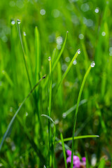 Water drops on the green grass. Morning dew, watering plants. Drops of moisture on leaves after rain. Beautiful green background on an ecological theme