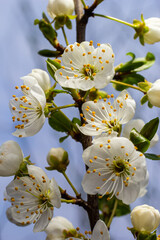 Selective focus of beautiful branches of plum blossoms on the tree under blue sky, Beautiful Sakura...