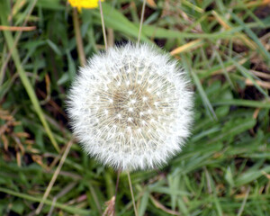 background, white flowers in different shades and shapes decorating the beautiful garden