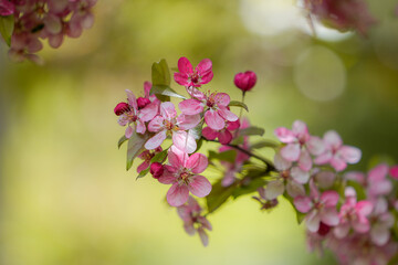 Delicate pink blossoms adorn the branches of an apple tree, signaling the arrival of spring. The flowers, highlighted by the gentle light of the season, offer a refreshing sight of natural beauty.