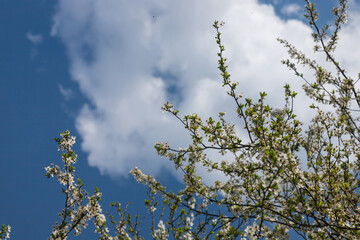 Selective focus of beautiful branches of cherry blossoms on the tree under blue sky, Beautiful Sakura flowers during spring season in the park, Floral pattern texture, Nature background