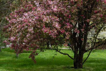Delicate pink blossoms adorn the branches of an apple tree, signaling the arrival of spring. The...
