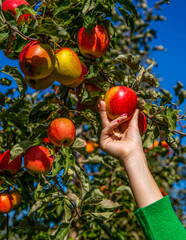 Organic fruit and vegetables. Female hands are picking apples. Red apple variety on the fruiting tree. Fruits on the lush green trees, fruit ready to harvest. Woman hand picking an apple
