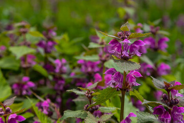 Deaf nettle blooming in a forest, Lamium purpureum. Spring purple flowers with leaves close up