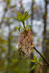 The ash-leaved maple Acer negundo flowers in early spring, sunny day and natural environment, blurred background